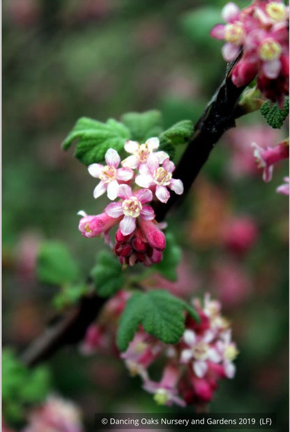 Shrubs ~ Ribes malvaceum, Chaparral Currant ~ Dancing Oaks Nursery and Gardens ~ Retail Nursery ~ Mail Order Nursery