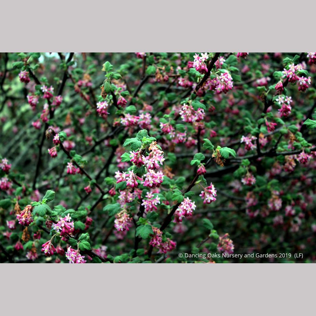Shrubs ~ Ribes malvaceum, Chaparral Currant ~ Dancing Oaks Nursery and Gardens ~ Retail Nursery ~ Mail Order Nursery