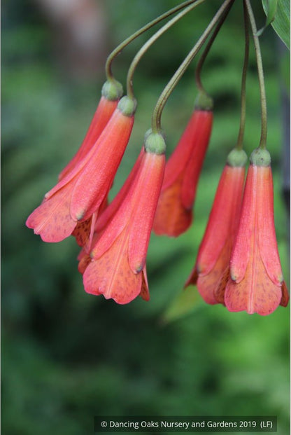 Vines ~ Bomarea caldasii ~ Dancing Oaks Nursery and Gardens ~ Retail Nursery ~ Mail Order Nursery