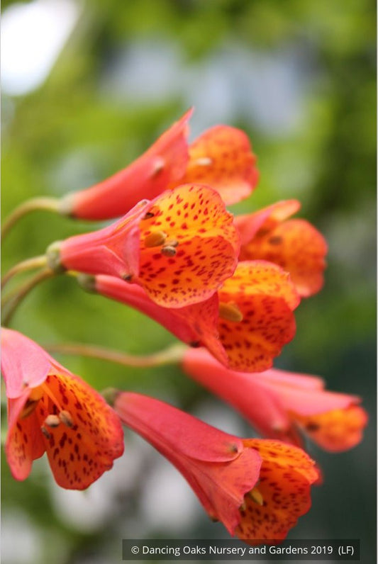 Vines ~ Bomarea caldasii ~ Dancing Oaks Nursery and Gardens ~ Retail Nursery ~ Mail Order Nursery