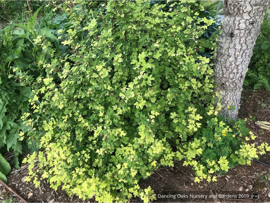 Shrubs ~ Ribes 'Moondust', Variegated Flowering Currant ~ Dancing Oaks Nursery and Gardens ~ Retail Nursery ~ Mail Order Nursery