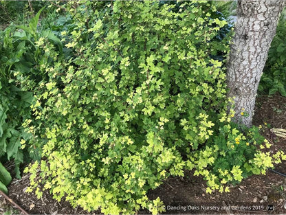 Shrubs ~ Ribes 'Moondust', Variegated Flowering Currant ~ Dancing Oaks Nursery and Gardens ~ Retail Nursery ~ Mail Order Nursery