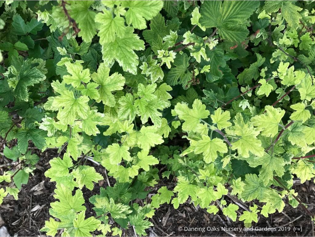 Shrubs ~ Ribes 'Moondust', Variegated Flowering Currant ~ Dancing Oaks Nursery and Gardens ~ Retail Nursery ~ Mail Order Nursery
