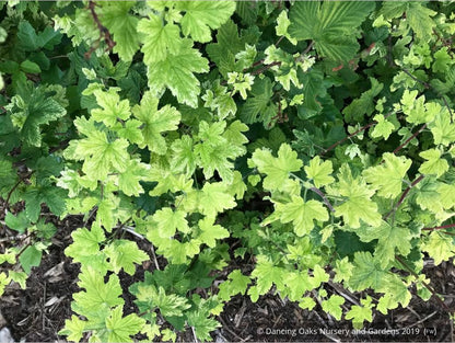 Shrubs ~ Ribes 'Moondust', Variegated Flowering Currant ~ Dancing Oaks Nursery and Gardens ~ Retail Nursery ~ Mail Order Nursery