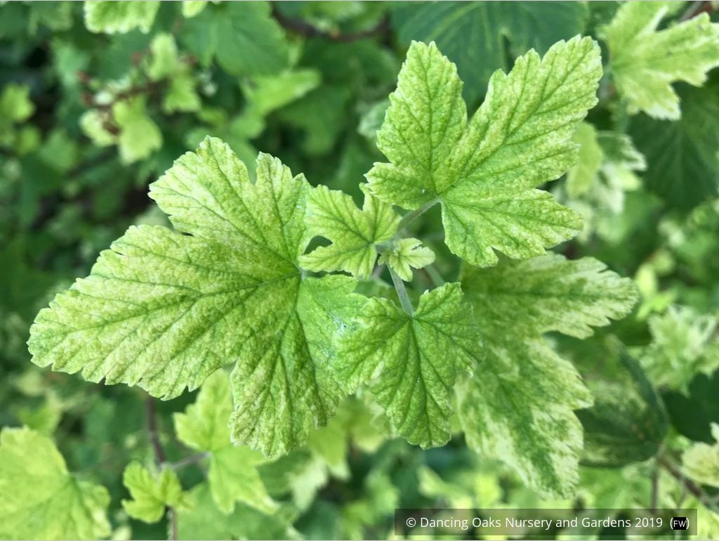 Shrubs ~ Ribes 'Moondust', Variegated Flowering Currant ~ Dancing Oaks Nursery and Gardens ~ Retail Nursery ~ Mail Order Nursery