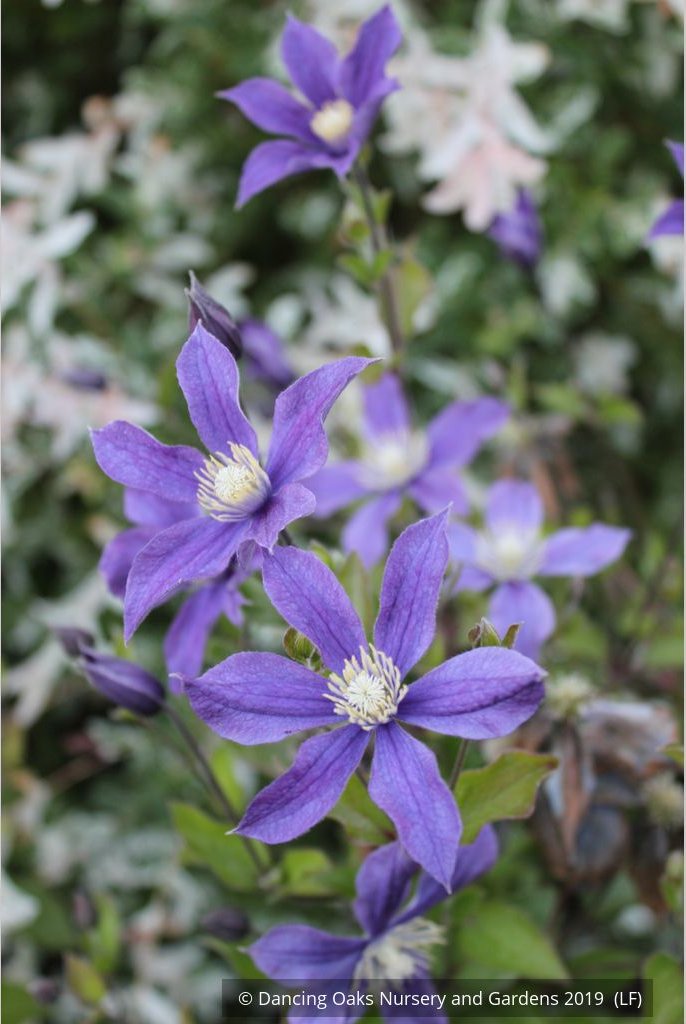 Shrubs ~ Clematis 'Arabella' ~ Dancing Oaks Nursery and Gardens ~ Retail Nursery ~ Mail Order Nursery