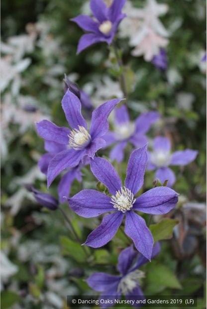 Shrubs ~ Clematis 'Arabella' ~ Dancing Oaks Nursery and Gardens ~ Retail Nursery ~ Mail Order Nursery