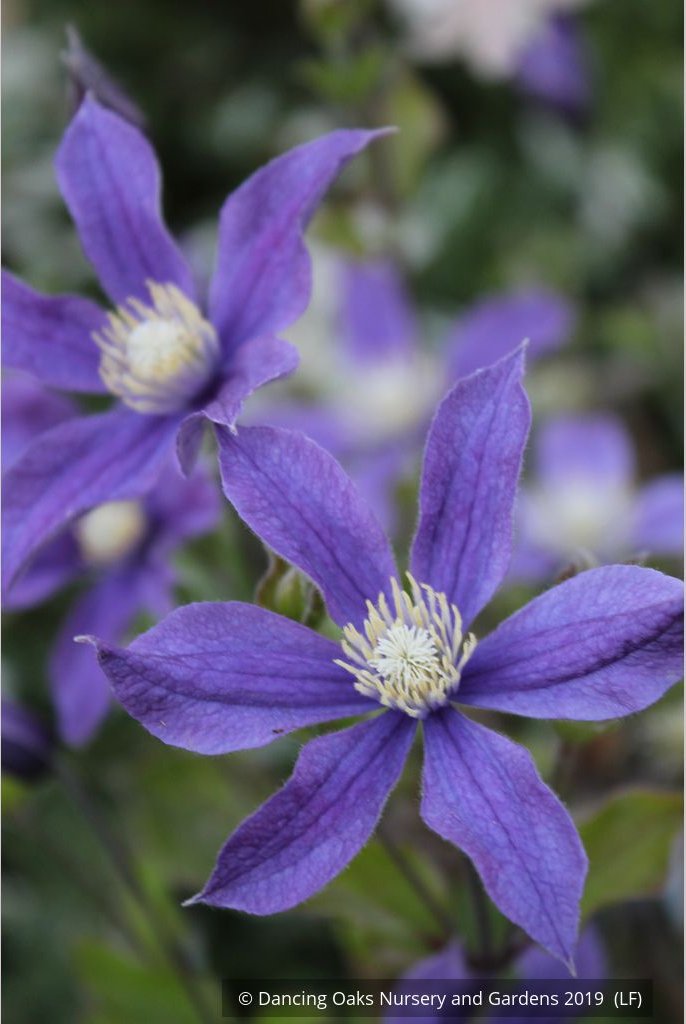 Shrubs ~ Clematis 'Arabella' ~ Dancing Oaks Nursery and Gardens ~ Retail Nursery ~ Mail Order Nursery
