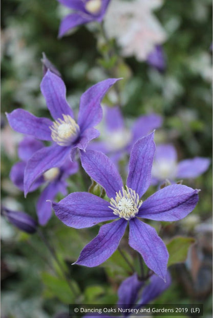 Shrubs ~ Clematis 'Arabella' ~ Dancing Oaks Nursery and Gardens ~ Retail Nursery ~ Mail Order Nursery