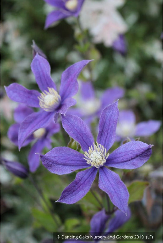 Shrubs ~ Clematis 'Arabella' ~ Dancing Oaks Nursery and Gardens ~ Retail Nursery ~ Mail Order Nursery