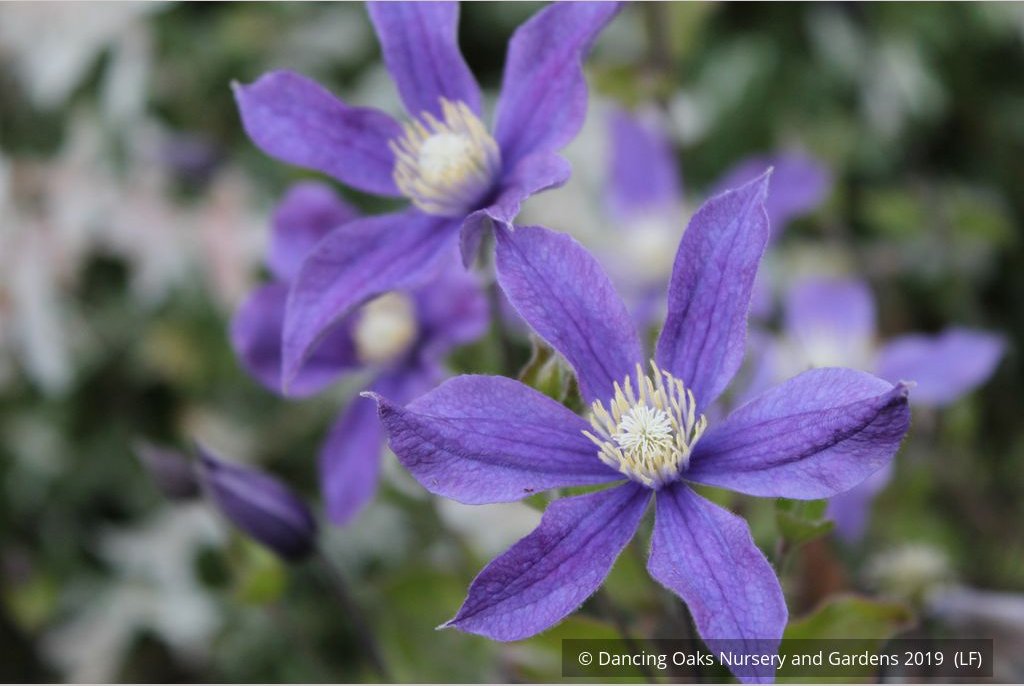 Shrubs ~ Clematis 'Arabella' ~ Dancing Oaks Nursery and Gardens ~ Retail Nursery ~ Mail Order Nursery