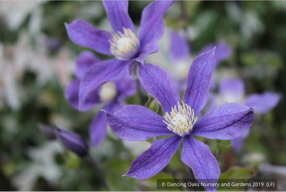 Shrubs ~ Clematis 'Arabella' ~ Dancing Oaks Nursery and Gardens ~ Retail Nursery ~ Mail Order Nursery