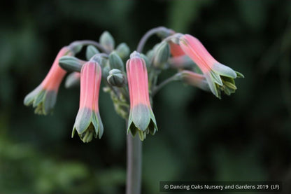 Bulbs & Tubers ~ Alstroemeria isabellana, Peruvian Lily ~ Dancing Oaks Nursery and Gardens ~ Retail Nursery ~ Mail Order Nursery