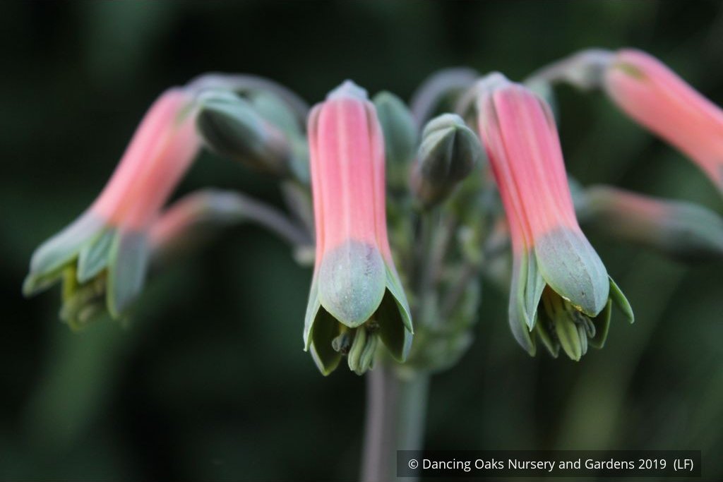 Bulbs & Tubers ~ Alstroemeria isabellana, Peruvian Lily ~ Dancing Oaks Nursery and Gardens ~ Retail Nursery ~ Mail Order Nursery