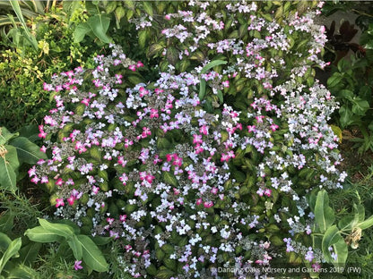 Shrubs ~ Hydrangea serrata 'Omacha Nishiki', Variegated Hydrangea ~ Dancing Oaks Nursery and Gardens ~ Retail Nursery ~ Mail Order Nursery