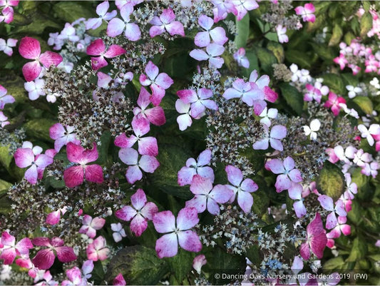 Shrubs ~ Hydrangea serrata 'Omacha Nishiki', Variegated Hydrangea ~ Dancing Oaks Nursery and Gardens ~ Retail Nursery ~ Mail Order Nursery