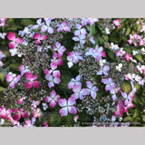 Shrubs ~ Hydrangea serrata 'Omacha Nishiki', Variegated Hydrangea ~ Dancing Oaks Nursery and Gardens ~ Retail Nursery ~ Mail Order Nursery