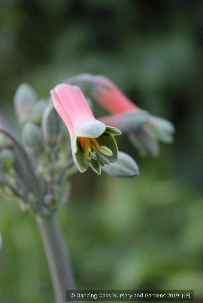 Bulbs & Tubers ~ Alstroemeria isabellana, Peruvian Lily ~ Dancing Oaks Nursery and Gardens ~ Retail Nursery ~ Mail Order Nursery