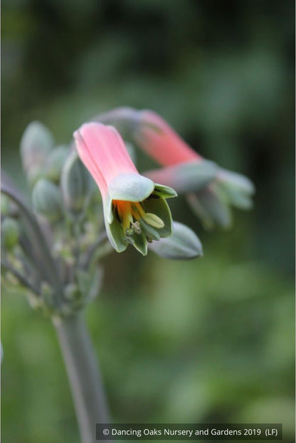 Bulbs & Tubers ~ Alstroemeria isabellana, Peruvian Lily ~ Dancing Oaks Nursery and Gardens ~ Retail Nursery ~ Mail Order Nursery