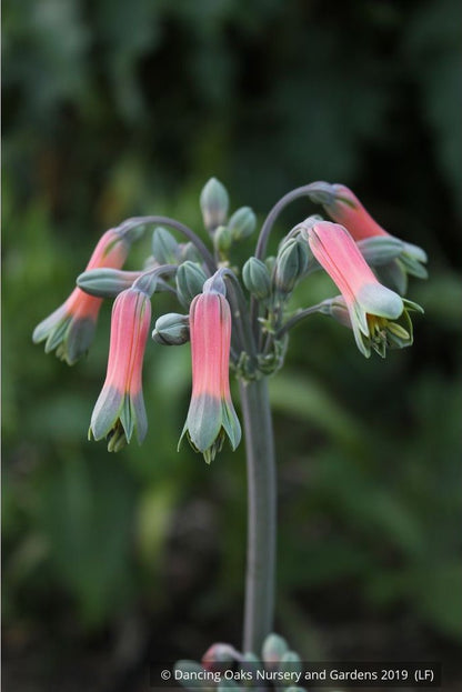 Bulbs & Tubers ~ Alstroemeria isabellana, Peruvian Lily ~ Dancing Oaks Nursery and Gardens ~ Retail Nursery ~ Mail Order Nursery