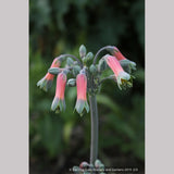 Bulbs & Tubers ~ Alstroemeria isabellana, Peruvian Lily ~ Dancing Oaks Nursery and Gardens ~ Retail Nursery ~ Mail Order Nursery