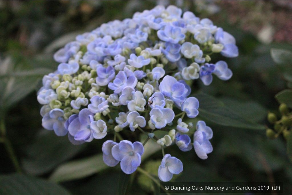 Shrubs ~ Hydrangea macrophylla 'Ayesha', Mophead Hydrangea ~ Dancing Oaks Nursery and Gardens ~ Retail Nursery ~ Mail Order Nursery