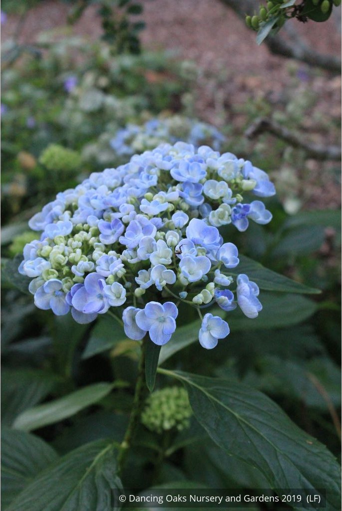 Shrubs ~ Hydrangea macrophylla 'Ayesha', Mophead Hydrangea ~ Dancing Oaks Nursery and Gardens ~ Retail Nursery ~ Mail Order Nursery