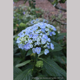 Shrubs ~ Hydrangea macrophylla 'Ayesha', Mophead Hydrangea ~ Dancing Oaks Nursery and Gardens ~ Retail Nursery ~ Mail Order Nursery