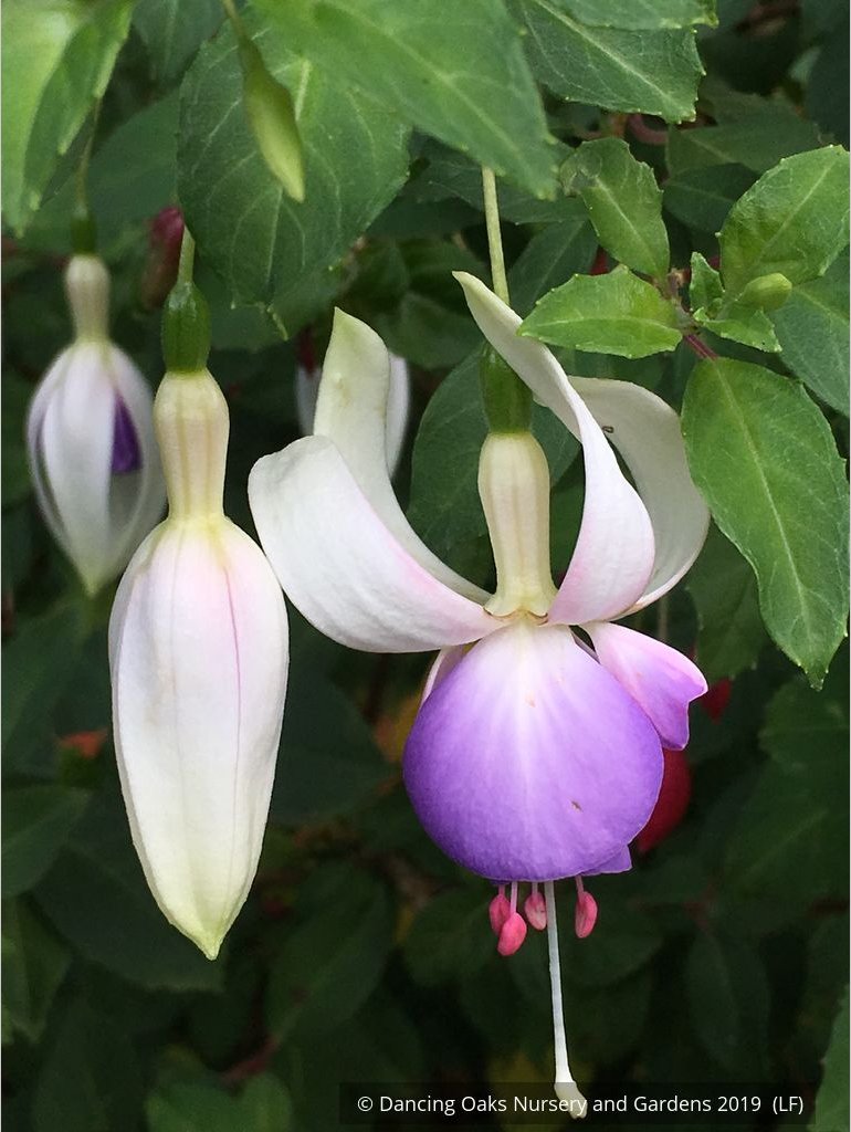 Perennials ~ Fuchsia 'Delta's Sarah', Hardy Fuchsia ~ Dancing Oaks Nursery and Gardens ~ Retail Nursery ~ Mail Order Nursery