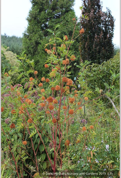 Perennials ~ Glycyrrhiza echinata, Chinese Licorice ~ Dancing Oaks Nursery and Gardens ~ Retail Nursery ~ Mail Order Nursery