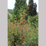 Perennials ~ Glycyrrhiza echinata, Chinese Licorice ~ Dancing Oaks Nursery and Gardens ~ Retail Nursery ~ Mail Order Nursery
