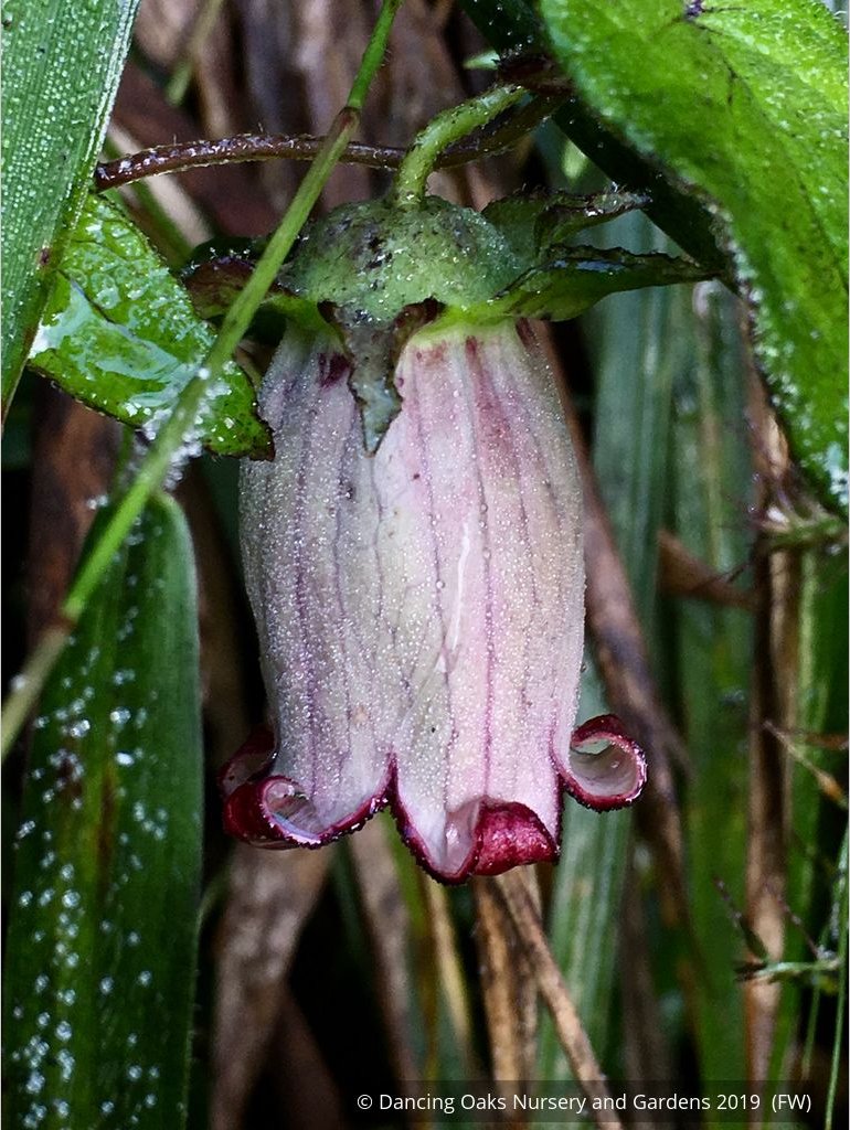 Vines ~ Codonopsis species [Arunachal Pradesh #102] ~ Dancing Oaks Nursery and Gardens ~ Retail Nursery ~ Mail Order Nursery