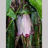 Vines ~ Codonopsis species [Arunachal Pradesh #102] ~ Dancing Oaks Nursery and Gardens ~ Retail Nursery ~ Mail Order Nursery
