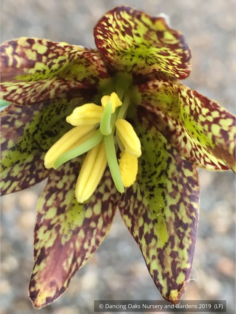 Bulbs & Tubers ~ Fritillaria affinis (F. lanceolata) , Chocolate Lily ~ Dancing Oaks Nursery and Gardens ~ Retail Nursery ~ Mail Order Nursery