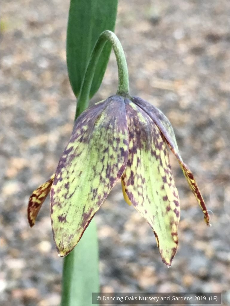 Bulbs & Tubers ~ Fritillaria affinis (F. lanceolata) , Chocolate Lily ~ Dancing Oaks Nursery and Gardens ~ Retail Nursery ~ Mail Order Nursery