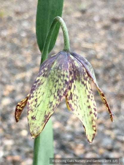 Bulbs & Tubers ~ Fritillaria affinis (F. lanceolata) , Chocolate Lily ~ Dancing Oaks Nursery and Gardens ~ Retail Nursery ~ Mail Order Nursery