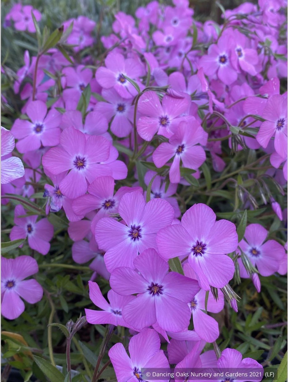 Perennials ~ Phlox × procumbens 'Pink Profusion' PP25883, Creeping Phlox ~ Dancing Oaks Nursery and Gardens ~ Retail Nursery ~ Mail Order Nursery