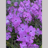 Perennials ~ Phlox × procumbens 'Pink Profusion' PP25883, Creeping Phlox ~ Dancing Oaks Nursery and Gardens ~ Retail Nursery ~ Mail Order Nursery