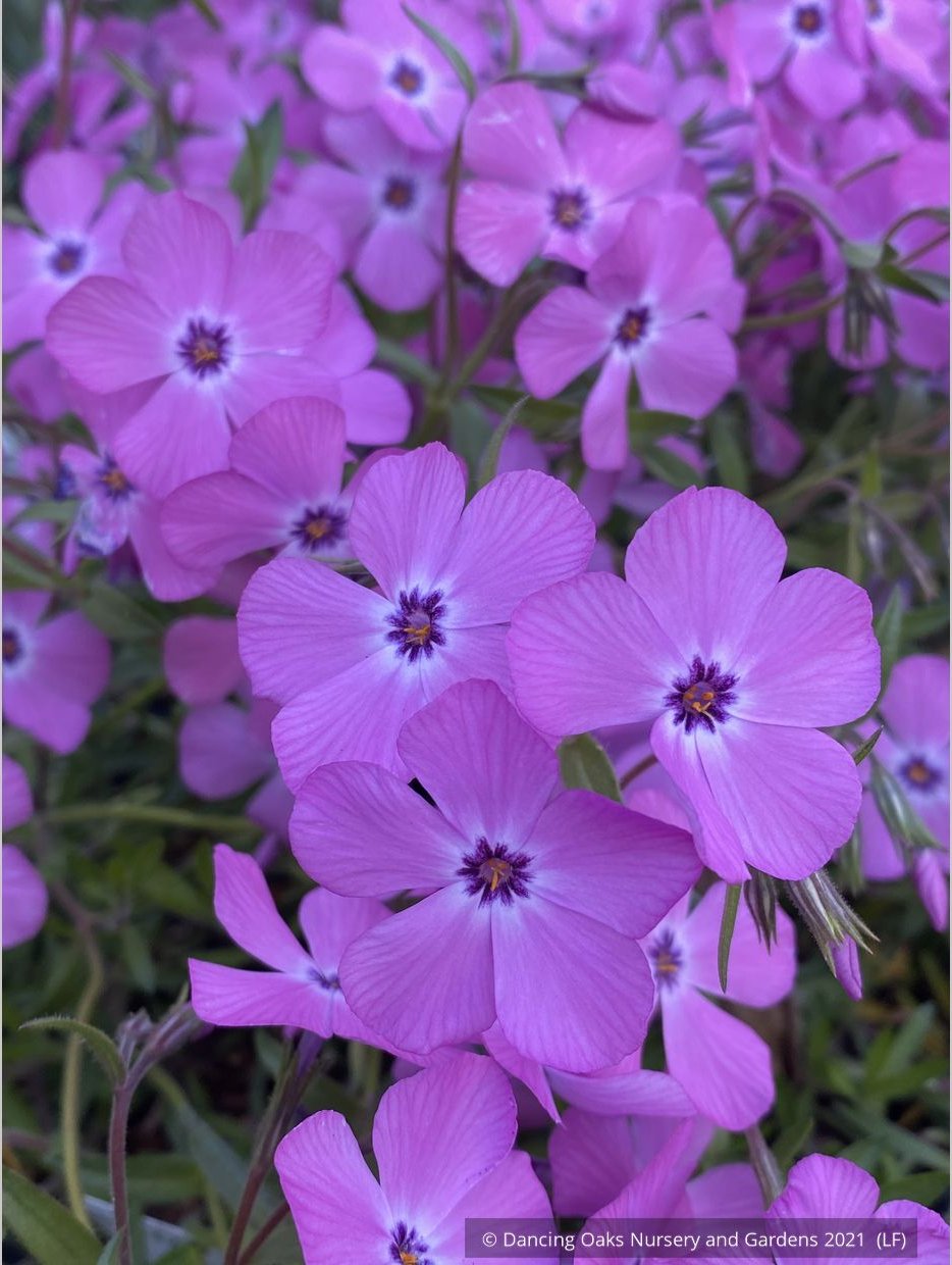 Perennials ~ Phlox × procumbens 'Pink Profusion' PP25883, Creeping Phlox ~ Dancing Oaks Nursery and Gardens ~ Retail Nursery ~ Mail Order Nursery