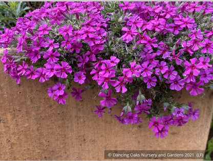 Perennials ~ Phlox douglasii 'Boranovice', Moss Phlox ~ Dancing Oaks Nursery and Gardens ~ Retail Nursery ~ Mail Order Nursery
