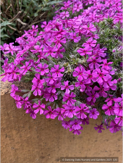 Perennials ~ Phlox douglasii 'Boranovice', Moss Phlox ~ Dancing Oaks Nursery and Gardens ~ Retail Nursery ~ Mail Order Nursery