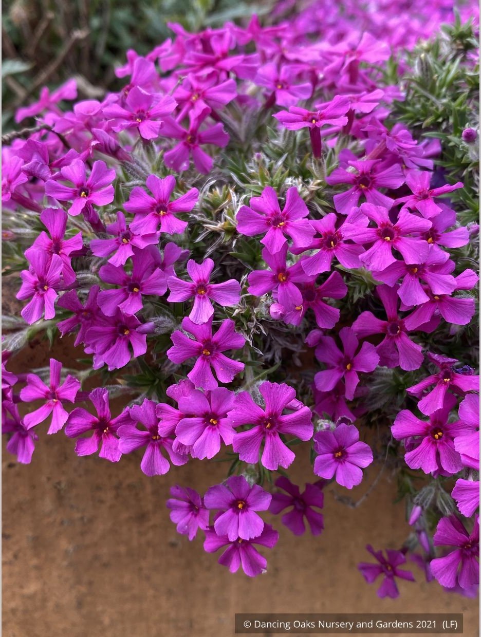 Perennials ~ Phlox douglasii 'Boranovice', Moss Phlox ~ Dancing Oaks Nursery and Gardens ~ Retail Nursery ~ Mail Order Nursery