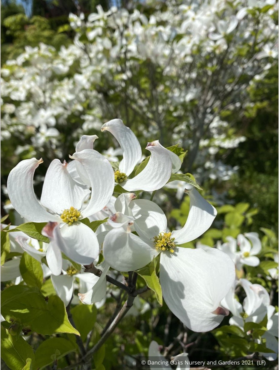 Trees ~ Cornus florida var. urbiniana, Mexican Flowering Dogwood ~ Dancing Oaks Nursery and Gardens ~ Retail Nursery ~ Mail Order Nursery