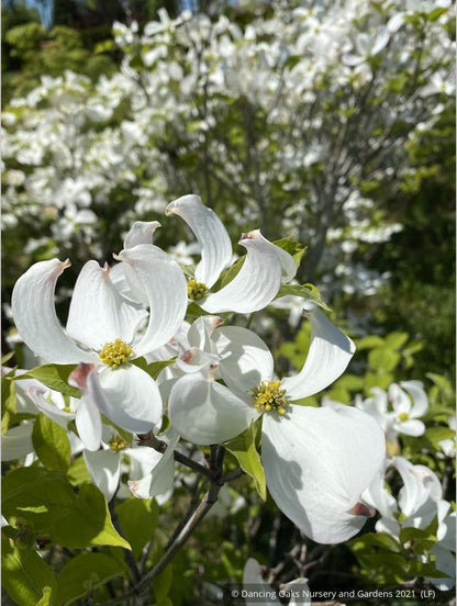 Trees ~ Cornus florida var. urbiniana, Mexican Flowering Dogwood ~ Dancing Oaks Nursery and Gardens ~ Retail Nursery ~ Mail Order Nursery