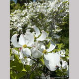 Trees ~ Cornus florida var. urbiniana, Mexican Flowering Dogwood ~ Dancing Oaks Nursery and Gardens ~ Retail Nursery ~ Mail Order Nursery