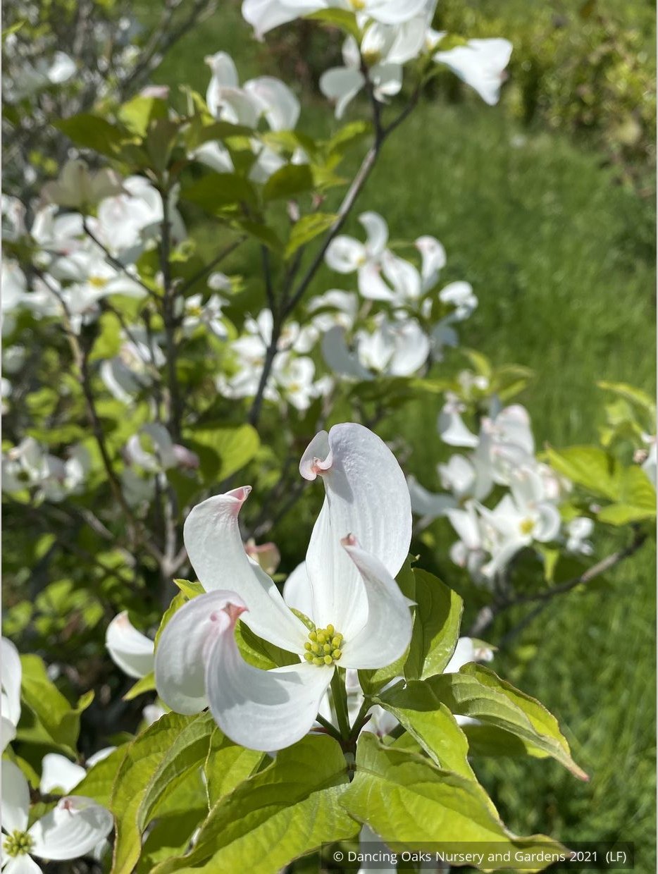 Trees ~ Cornus florida var. urbiniana, Mexican Flowering Dogwood ~ Dancing Oaks Nursery and Gardens ~ Retail Nursery ~ Mail Order Nursery