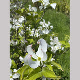 Trees ~ Cornus florida var. urbiniana, Mexican Flowering Dogwood ~ Dancing Oaks Nursery and Gardens ~ Retail Nursery ~ Mail Order Nursery