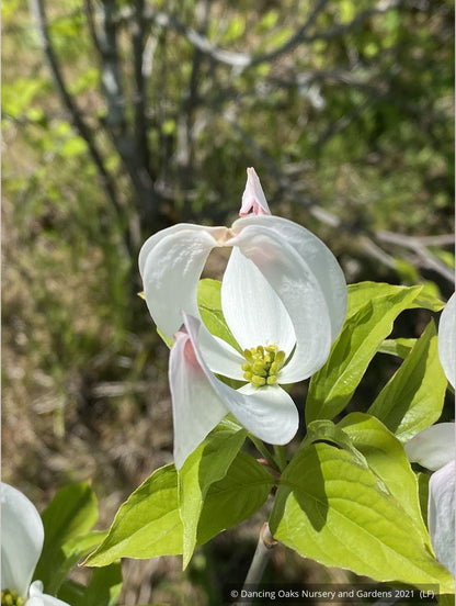 Trees ~ Cornus florida var. urbiniana, Mexican Flowering Dogwood ~ Dancing Oaks Nursery and Gardens ~ Retail Nursery ~ Mail Order Nursery