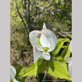 Trees ~ Cornus florida var. urbiniana, Mexican Flowering Dogwood ~ Dancing Oaks Nursery and Gardens ~ Retail Nursery ~ Mail Order Nursery