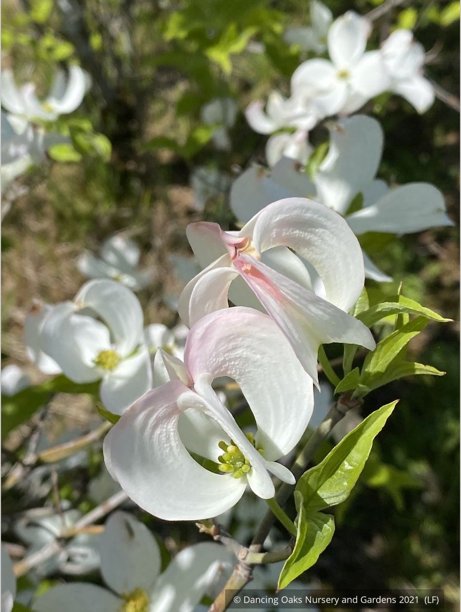 Trees ~ Cornus florida var. urbiniana, Mexican Flowering Dogwood ~ Dancing Oaks Nursery and Gardens ~ Retail Nursery ~ Mail Order Nursery